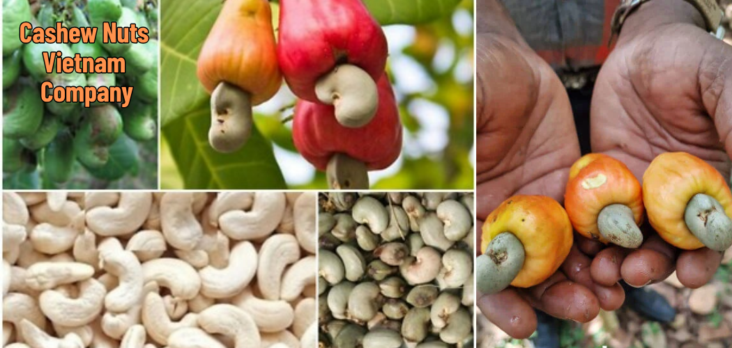 Cashew Nuts Vietnam Company 3